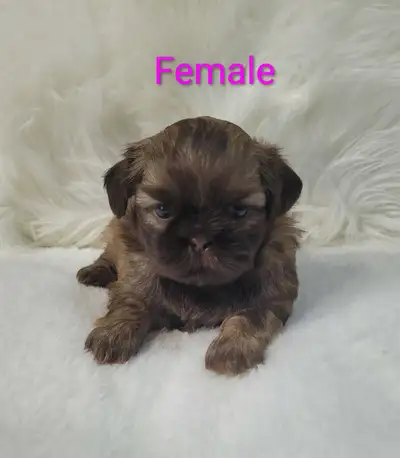 Bichon Shihtzu Puppies, View more