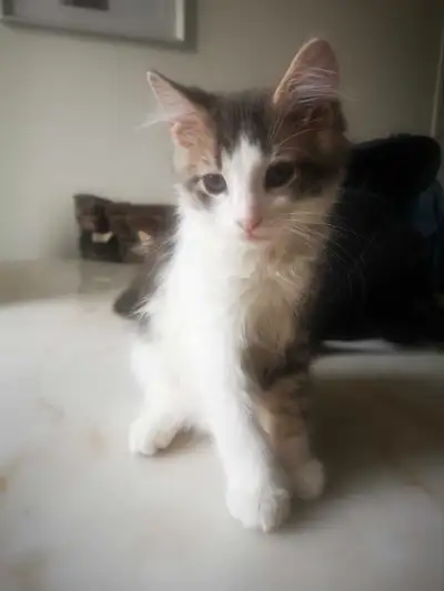 cat 200 $each , View more