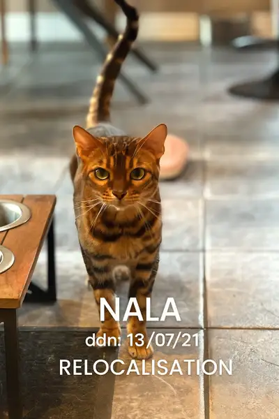 Chatte Bengal/ 4 ans, View more