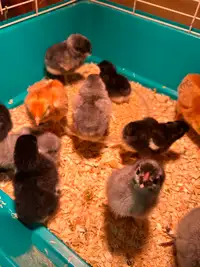 Day Old Chicks
