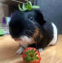Male Guinea pig for rehoming