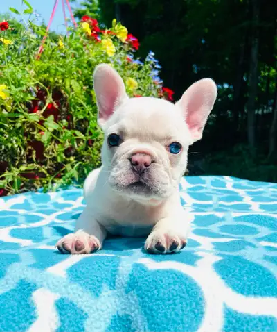 Last girl Of the litter 1 female one blue eye (will stay blue ) 3500 Lots of pics and videos from n...