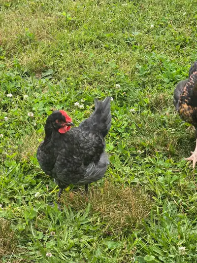 Meet our lovely young rooster, looking for a new coop to call home! This handsome fellow is full of...