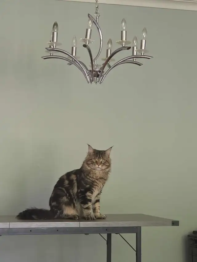Majestic Purebred Mainecoon Male - Exceptional Temperament in Cats & Kittens for Rehoming in Oakville / Halton Region - Image 4