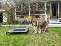 Large dog raised camp bed/cot