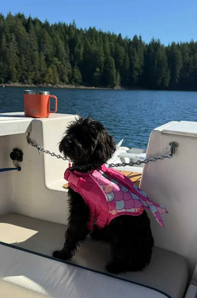 Mini Sheepadoodle Puppies in Dogs & Puppies for Rehoming in Vernon - Image 11