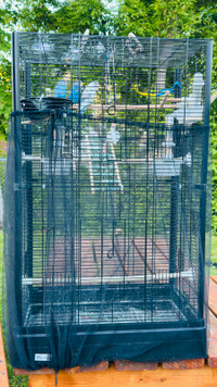 Budgies with Cage for rehoming