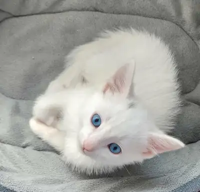 Male White Kitten with Bright Blue Eyes, View more