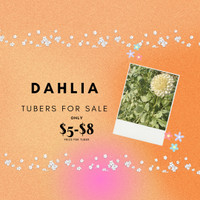 Dahlia Tubers from my garden  