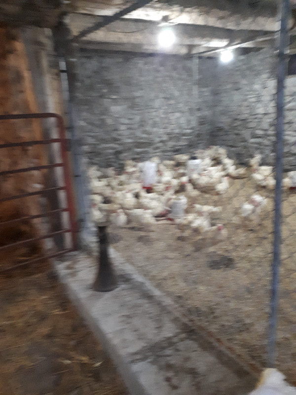 Egg Layer Laying Hens for sale in Livestock in Peterborough - Image 2