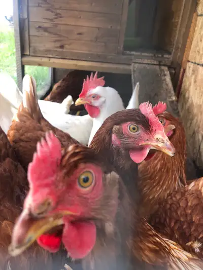poule pondeuse The Race à vendre inclus on vend aussi des poulailler A 450$ neuf si vous êtes intére...