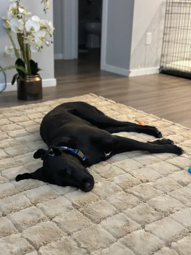 Super Friendly Black Lab | Dogs & Puppies for Rehoming | Regina | Free ...