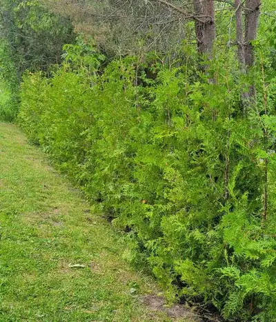 6FT Eastern white cedar trees for sale. $35 per tree (includes delivery and installation of your pri...