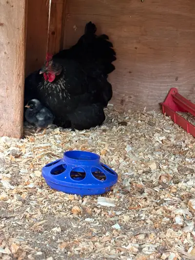 Baby chicks, View more