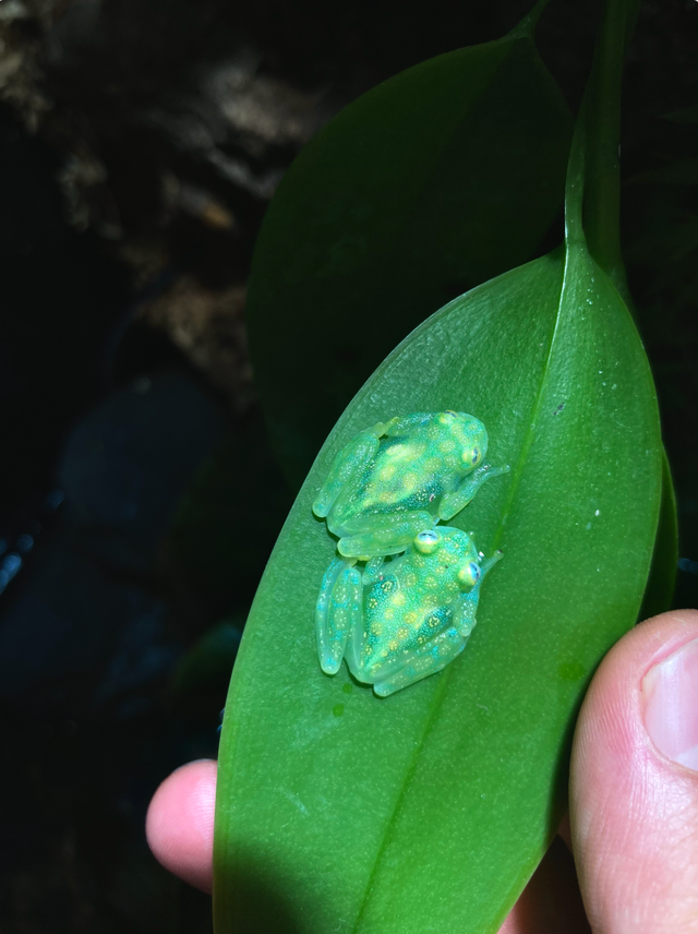 CB Reticulated Glass Frogs (Hyalinobatrachium valerioi) in Reptiles & Amphibians for Rehoming in City of Toronto - Image 2