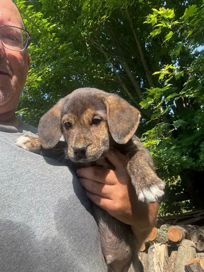beagle and border collie mix puppies, View more