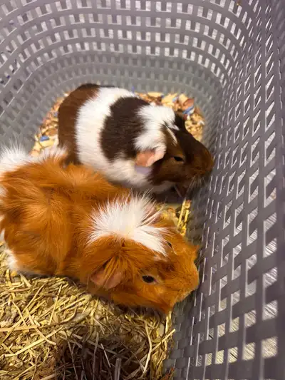 2 female guinea pigs for rehoming, two years old, must go together. Very used to being handled and a...