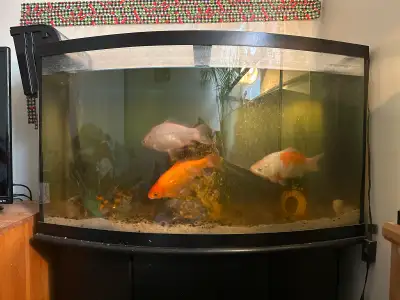 50 gallon tank with sand and small rocks, coral rock feature tank plants , pineapple house, tank hea...