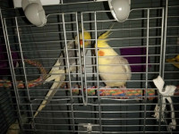 Couple de Cockatiels