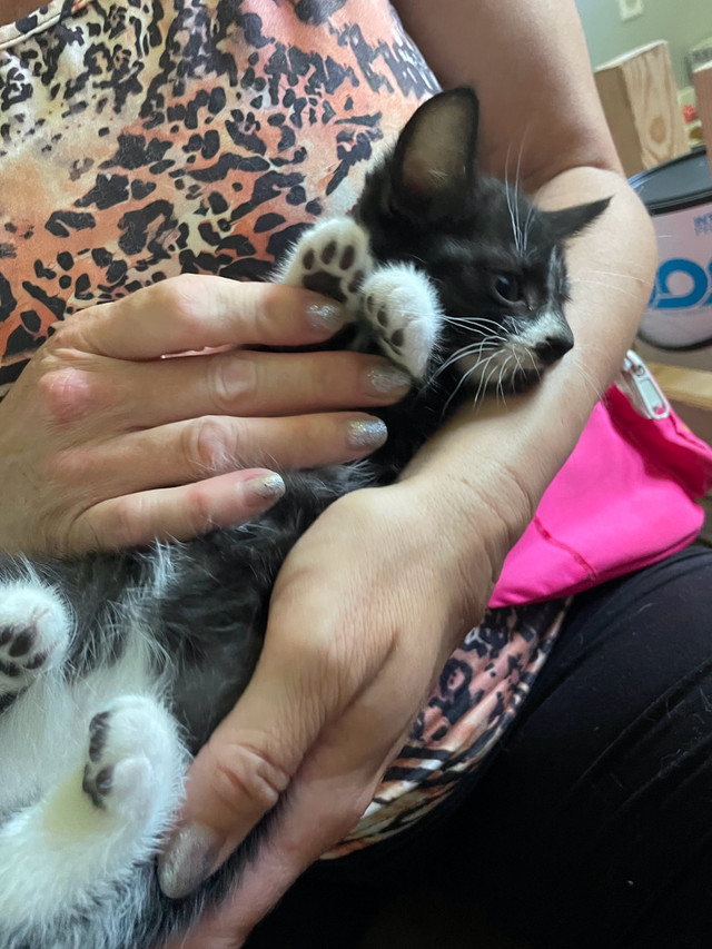 rescue kittens ready for new homes  in Cats & Kittens for Rehoming in Moncton - Image 3
