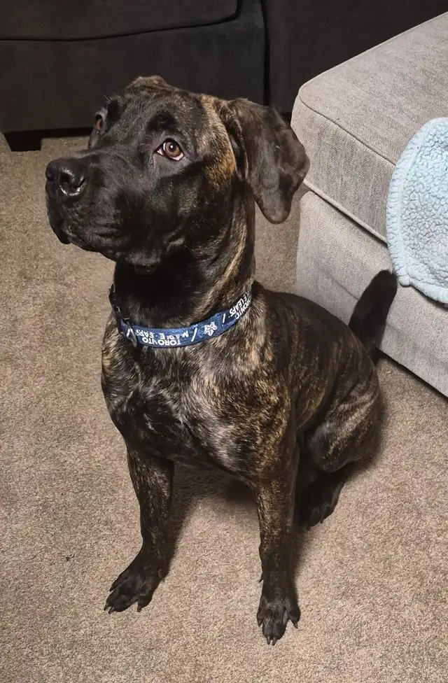 Presa Canario in Dogs & Puppies for Rehoming in Woodstock - Image 2