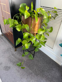 Trailing Pothos Plants