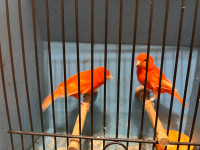 Red canaries for sale