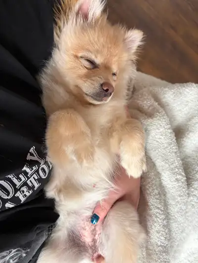8 month old spayed Pomeranian, View more