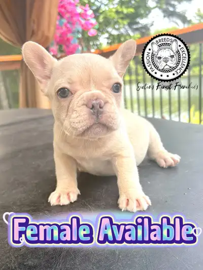 French Bulldog Puppies, View more