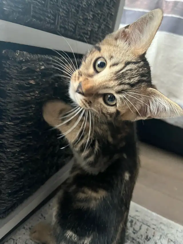 CHATON BENGAL– 3 MONTHS OLD BENGAL KITTEN – 3 MOIS in Cats & Kittens for Rehoming in Longueuil / South Shore - Image 7