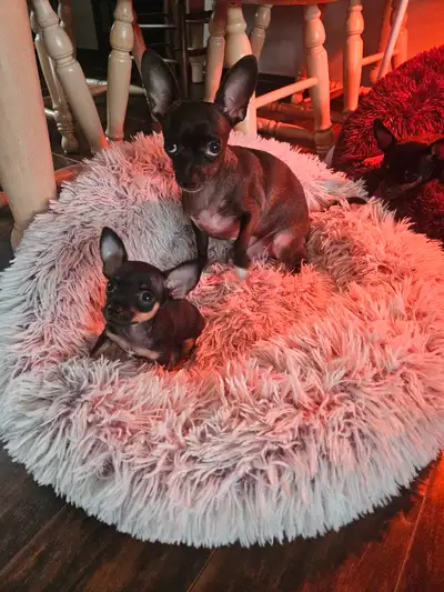 12 week old male This little guy is full of spunk very playful very sweet. Both parents have excelle...