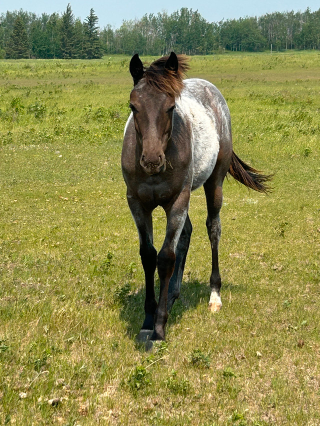 Aqha filly in Horses & Ponies for Rehoming in Edmonton - Image 3