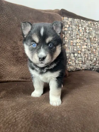 Beautiful Pomsky puppies!, View more