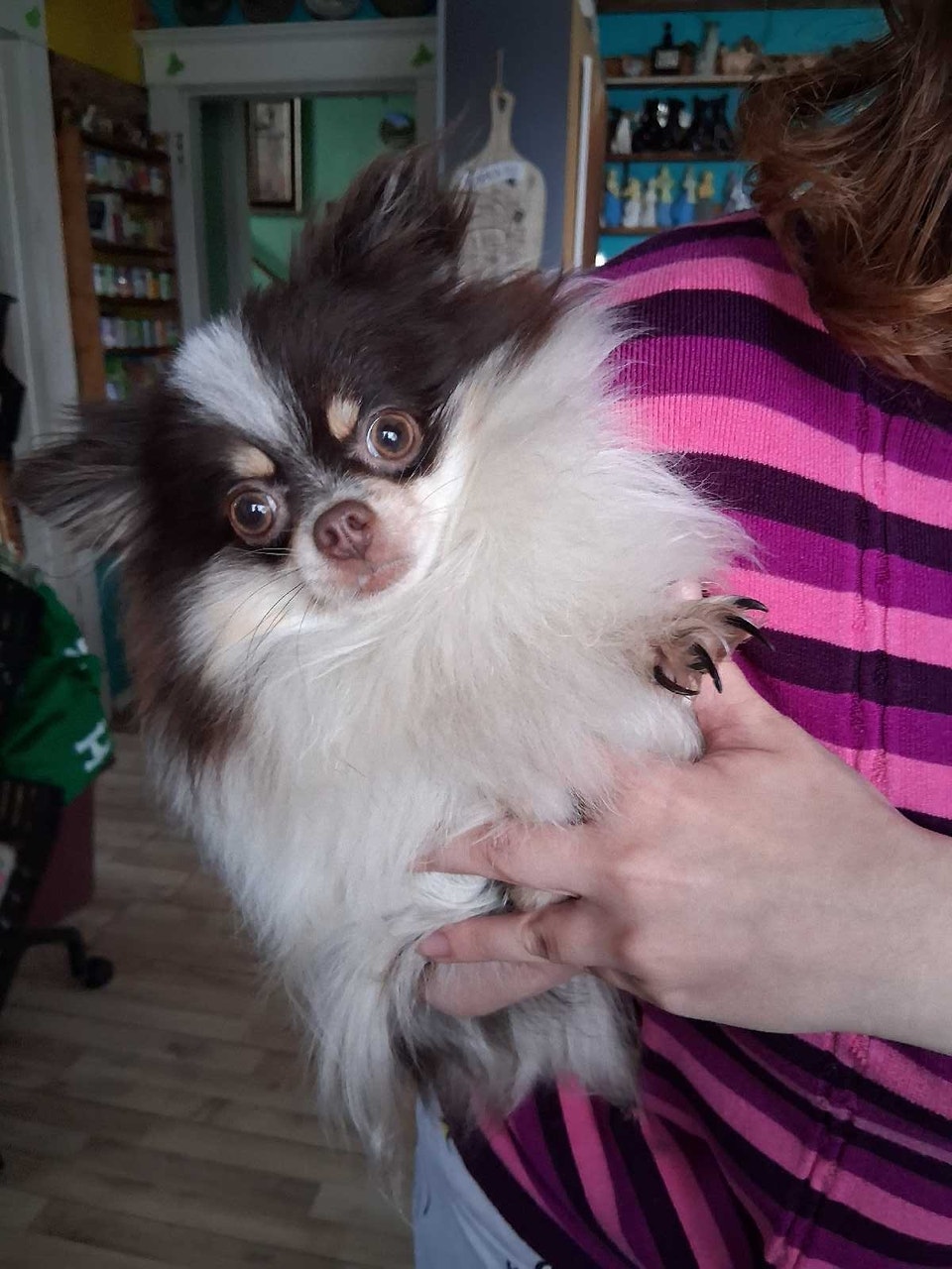 pomchi puppies for sale | Dogs & Puppies for Rehoming | Edmonton | Free ...