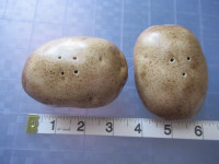 Potatoes Salt and Pepper Shakers