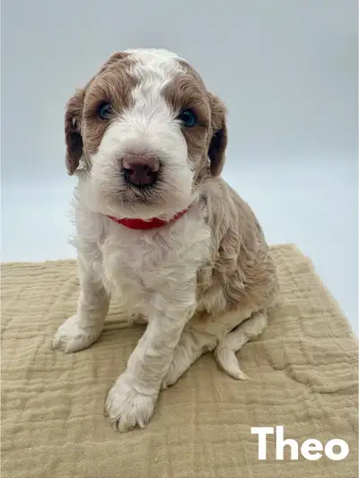 Moyen Poodles, View more