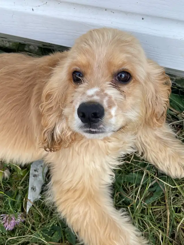 chiot cocker et springer in Dogs & Puppies for Rehoming in Saint-Hyacinthe - Image 4