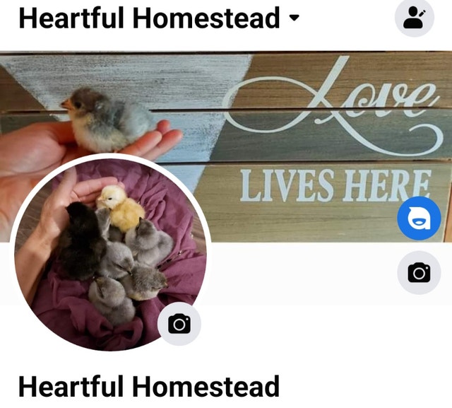 Purebred Lavender Orpington & Wheaten Ameraucana Chicks Livestock