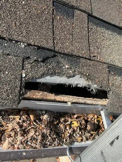 FREE ESTIMATES - Raccoon / Squirrel Removal from Attic, View more