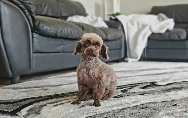 Toy/Miniature Poodles in Dogs & Puppies for Rehoming in Winnipeg - Image 5