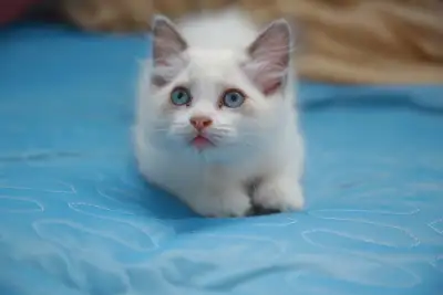 Last 2 Seal Bicolor Ragdoll Kittens Ready for New Homes 699$, View more