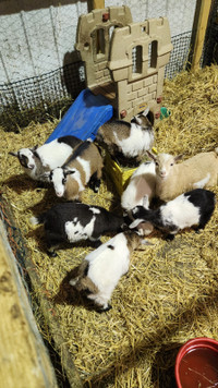 Nigerian Dwarf Doeling Goats