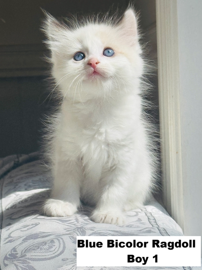 Certificated,Vaccinated Ragdoll kittens (Parents DNA tested), View more