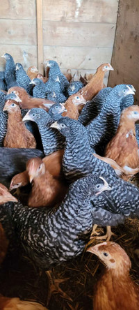 Barred rock young laying hens