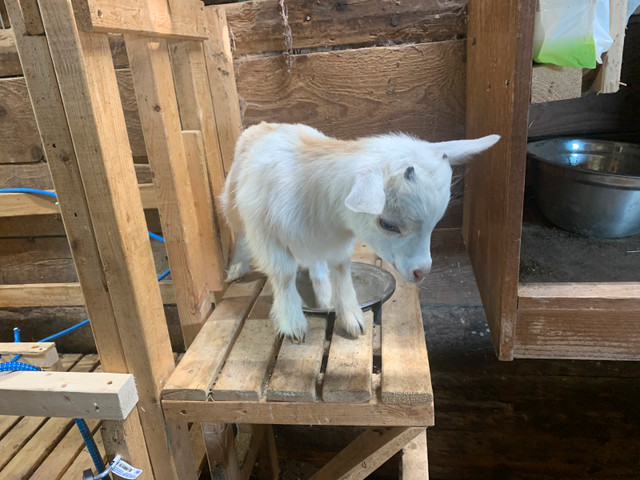 Organically Raised Nigerian Dwarf Goat (Kids) in Livestock in Barrie