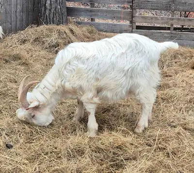 Goats  for discussion , View more