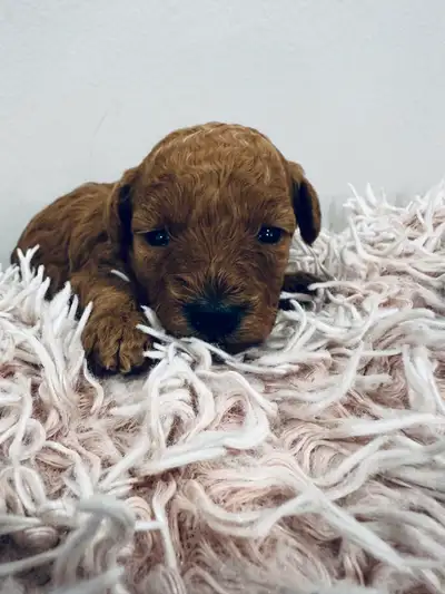 Toy x mini poodles, View more