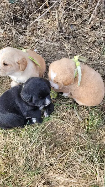 < Cute Puppies For Sale > Mom is German shepherd, chocolate lab, rottweiler, boxer mix. Dad is 3/4 p...