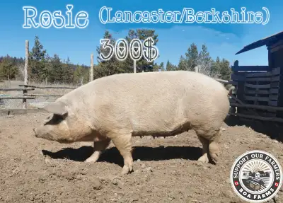 Pigs From our Pasture to your Plate, View more