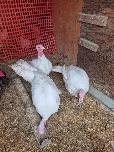Turkeys for your freeze, View more
